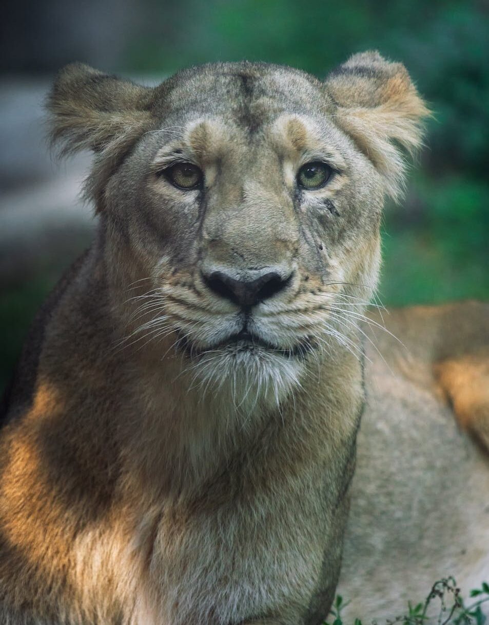 close up view of a lion